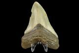3.48" Fossil Megalodon Tooth - North Carolina - #131609-2